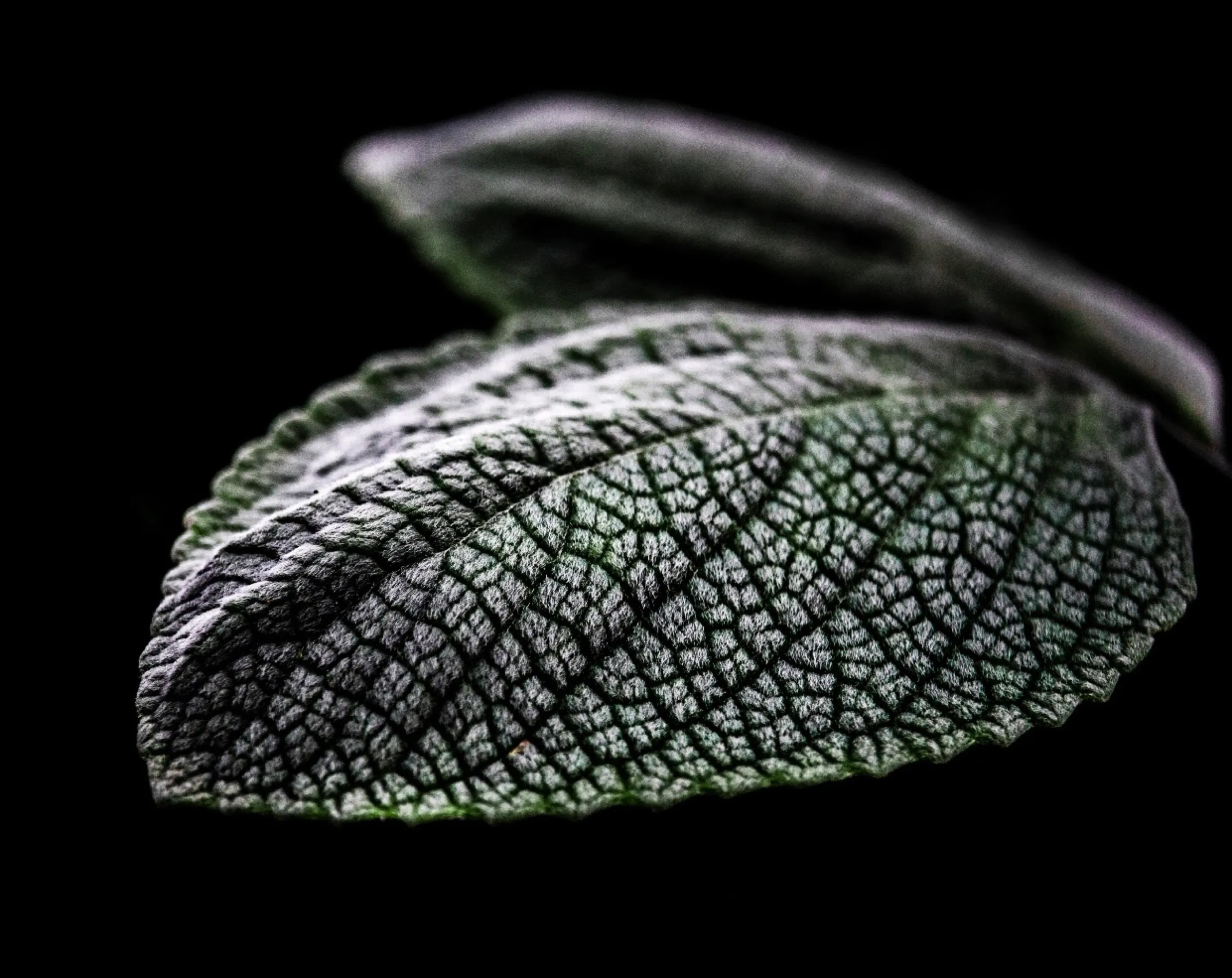 Macro photograph of a sage leaf