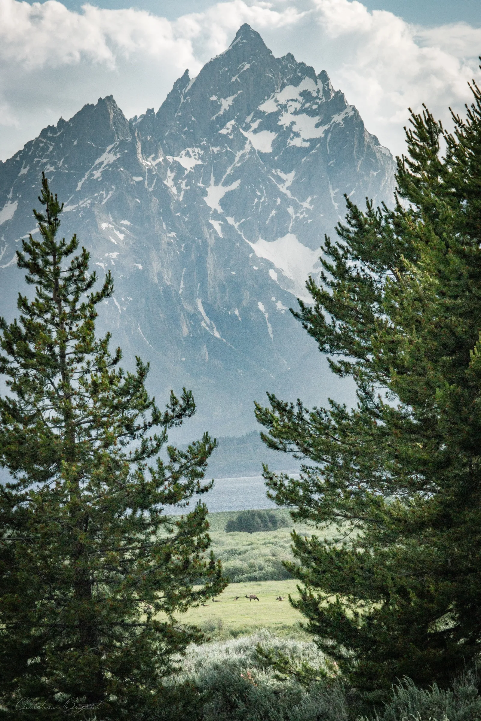 Mountain peaks framed by pines